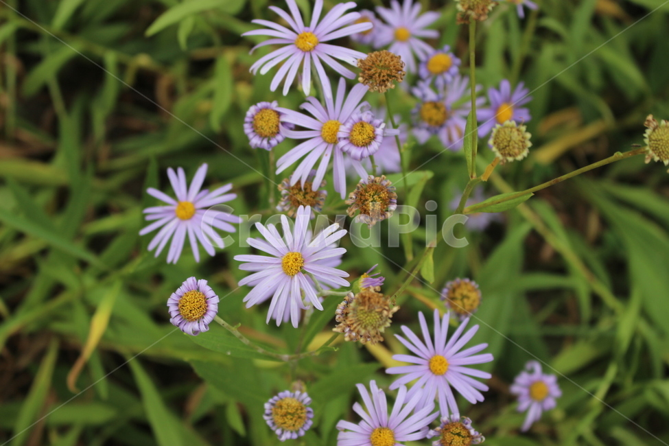 plant,식물,flower,꽃,blossom,daisy,자연,피크닉