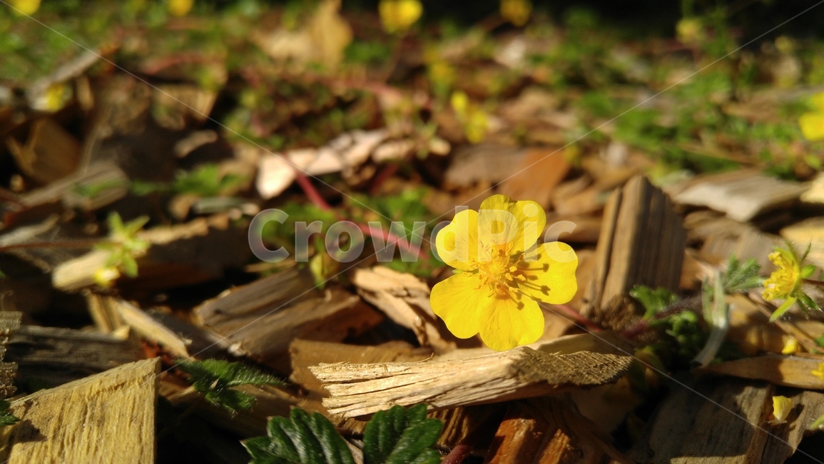 양지꽃,노란양지꽃,꽃,노란꽃,노란색,식물,yangjiflower,yellowflower,flower,yellow,plant,brown