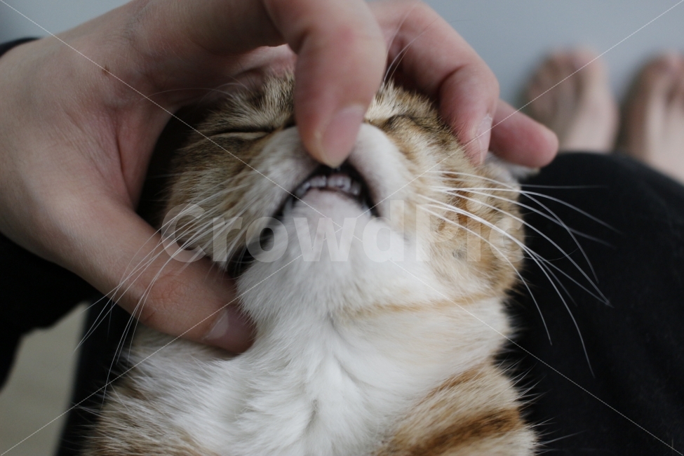 고양이,반려동물,유기묘,길냥이,애완동물,cat,pet,kitten,아기고양이,코숏,코리안숏헤어,동물,animal,입,치아,이빨,teeth,tooth,mouth,주둥이,동물,animal,고양이,cat,kitten,kitty,포유류,mammal
