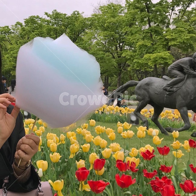 꽃,솜사탕,튤립,봄,tulip,튤립축제,봄날,빨간색,노랭색,spring