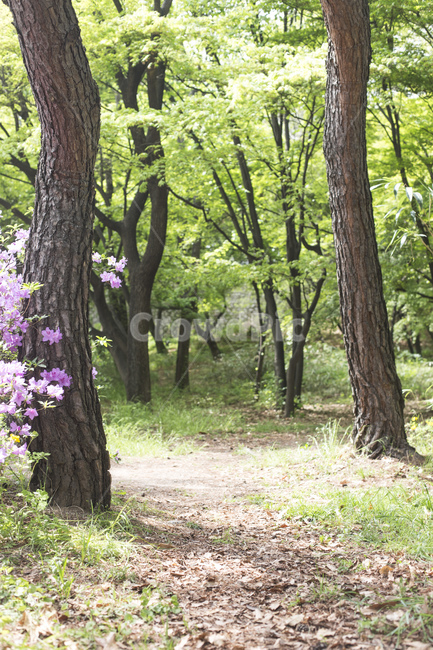 산,나무,숲,숲길,길,자연,풍경,봄