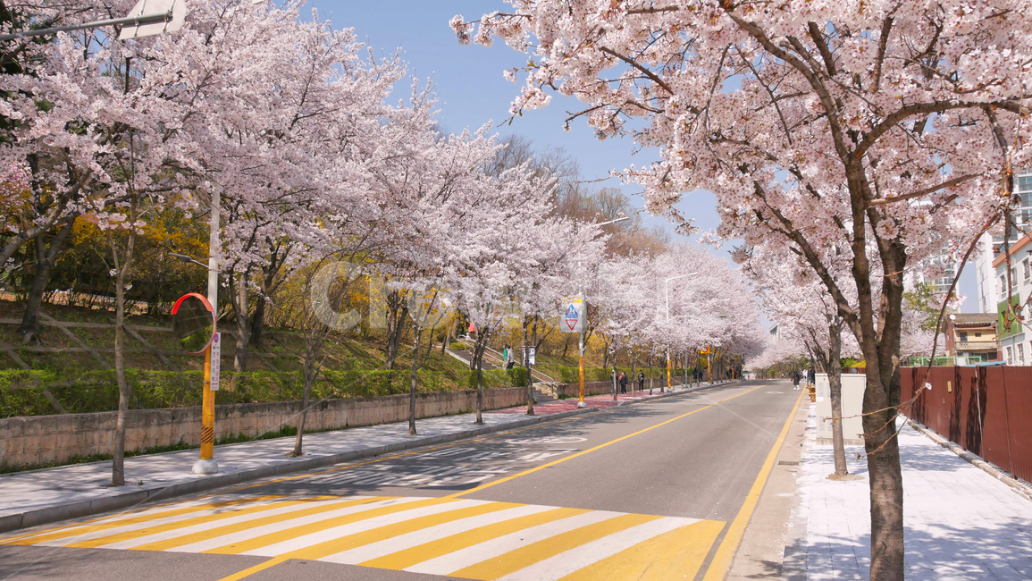벚꽃,봄,벚꽃길,도로,방지턱,나무,꽃,식물,풍경,동네,아스팔트