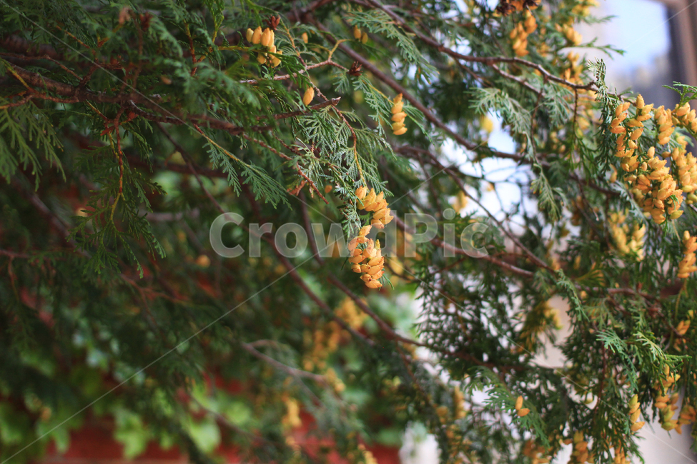 편백나무,히노키,향목,봉오리,hinokicypress,자연,편백,초록,여름,잎,노랑,tree,나무,plant,식물,구과식물,chamaecyparisobtusa,falsecypress,확대,크로즈업,식물,자연,plants,nature