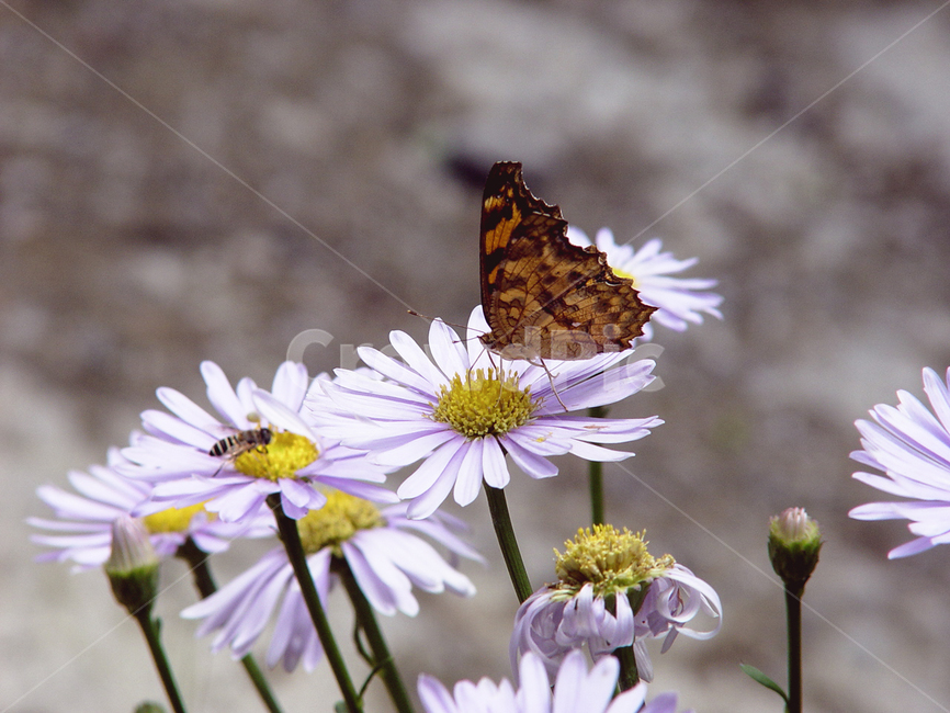 butterfly,wildflowers,field,natureinkorea,나비,들꽃,들판