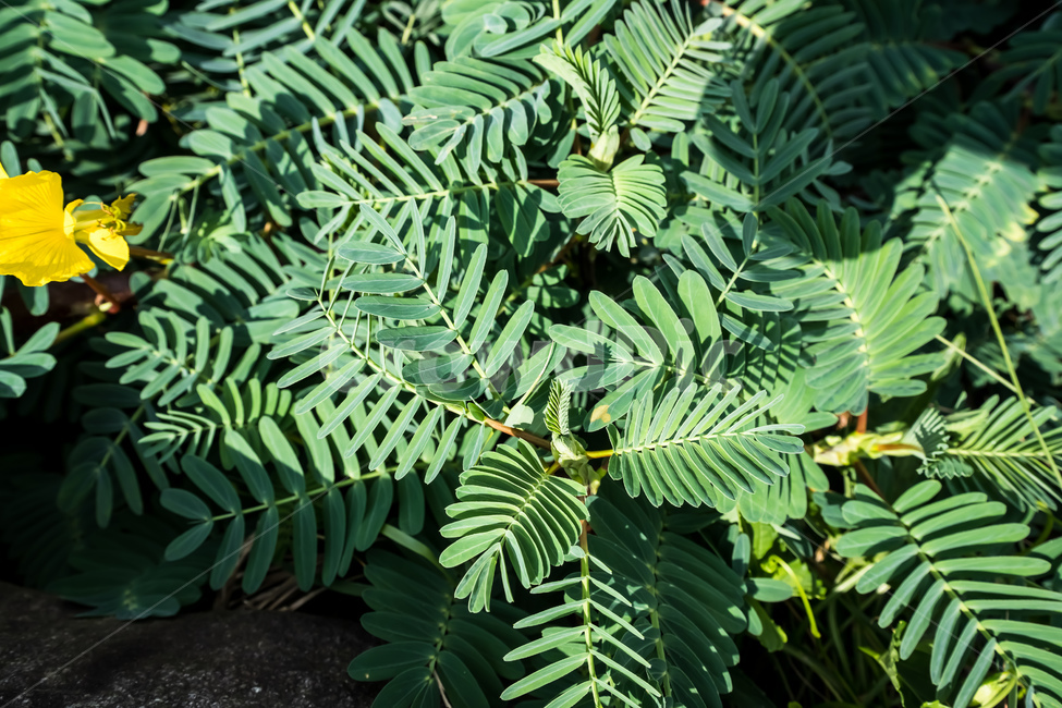 plant,식물,leaf,잎,자연,풍경,식물,자연,plants,nature