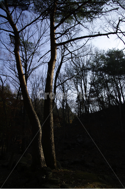 소나무,나무,식물,plant,wood,식물,자연,plants,nature,나무,trees,wood
