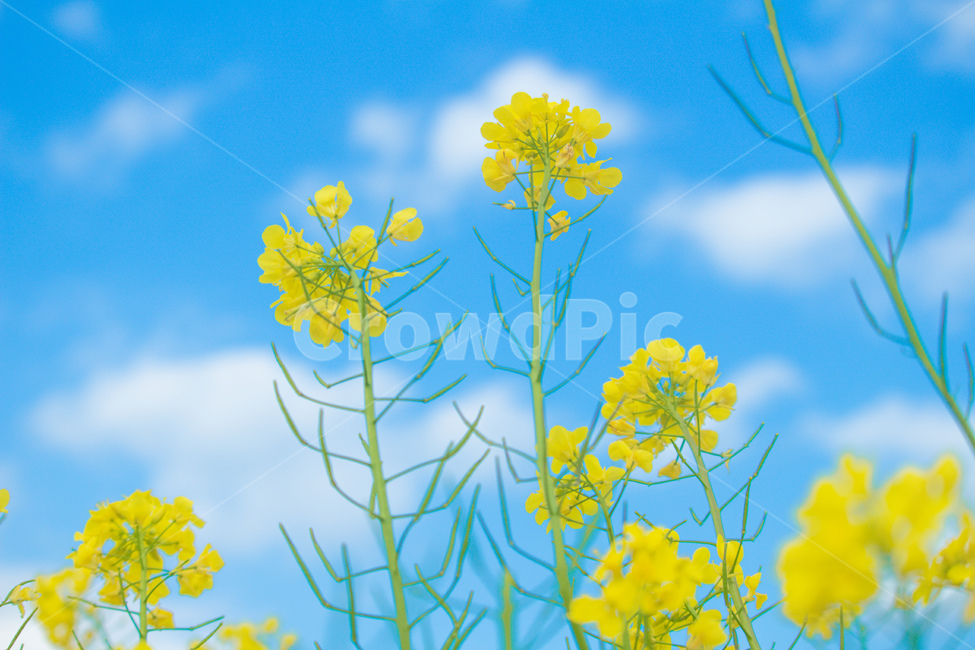 꽃,노란꽃,유채꽃,감성사진,풍경,봄,계절,spring,season,식물,자연,plants,nature,꽃,flower,plant