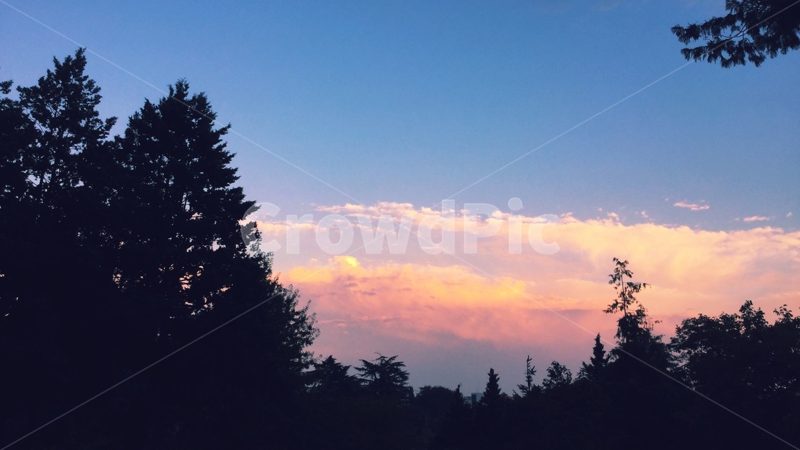 하늘,일몰,배경,풍경,나무,산책,sky,background,공원,구름,바탕,자연,풍경,nature,landscape,tree,plant,식물,fir,전나무