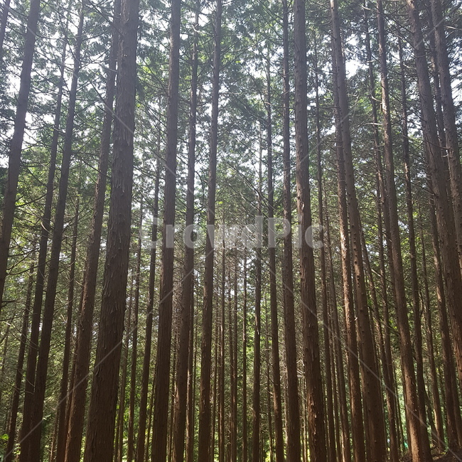 나무,숲,편백나무,tree,forest,woodwort,자연,풍경,nature,landscape,vegetation,초목,plant,식물,woodland,삼림지,land,땅,outdoors,옥외,grove,작은 숲