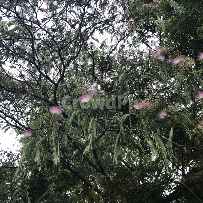 꽃,flowers,자귀나무,공원,식물,자연,park,nature,plant