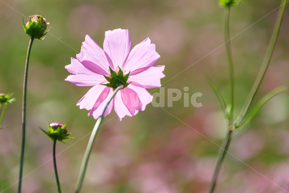 코스모스,꽃,가을,꽃잎,잎,식물,가을,계절,fall,autumn,season,식물,자연,plants,nature,꽃,flower,plant