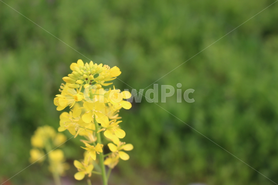 유채꽃,노란꽃,봄,풀밭,봄꽃,아웃포커싱,봄,계절,spring,season,식물,자연,plants,nature,꽃,flower