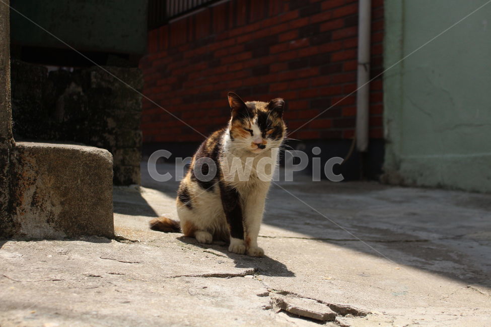 길고양이,고양이,유기묘,골목길,낮잠,동물,animal,포유류,mammal,고양이,cat,kitten,kitty