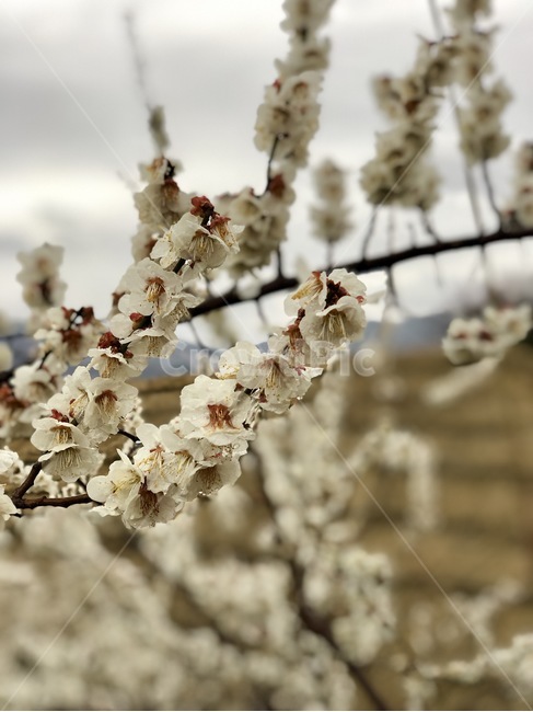 매화,농장,꽃,봄,흰매화,봄,계절,spring,season,식물,자연,plants,nature,꽃,flower,plant,blossom