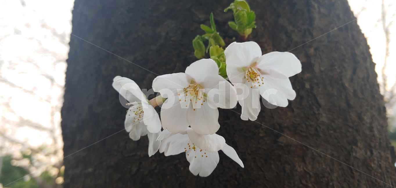 벚꽃,4월,봄,나무,나뭇가지,봄,계절,spring,season,식물,자연,plants,nature,꽃,flower,plant,blossom