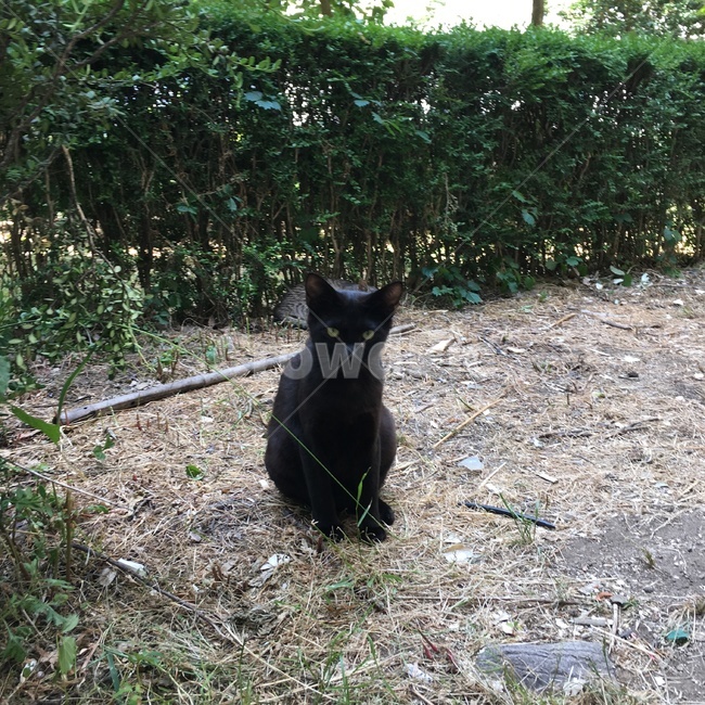 고양이,검은고양이,길고양이,동물,아기고양이,동물,animal,포유류,mammal,고양이,cat,kitten,kitty