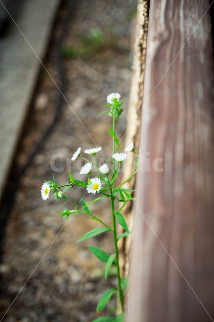 꽃,식물,아웃포커싱,감성,싱그러움,따뜻함,행복,싱싱함,식물,자연,plants,nature,꽃,flower