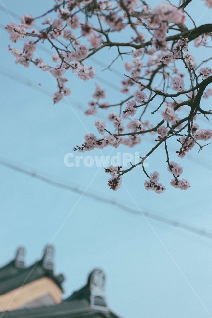 배경화면,벚꽃,벛꽃나무,꽃,봄,4월달,3월달,시골,자연,농촌,flower,blossom,식물,감성,빈티지,팔름카메라,필름사진,봄,계절,spring,season