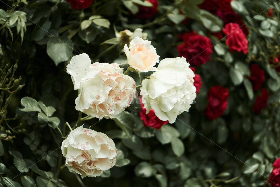 장미,꽃,접사,생화,화분,plant,nature,flower,초접사,rose,흰장미,하얀장미,하얀꽃,흰꽃,whiterose