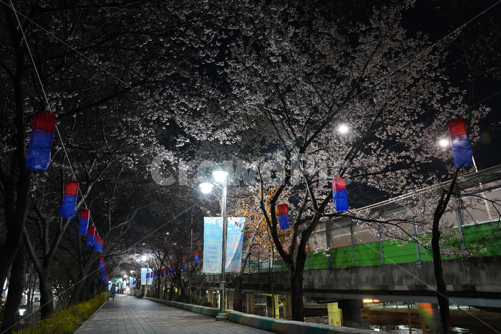 벚꽃,야간,밤,길,풍경,봄,계절,spring,season,야경,밤,풍경,nightscape,night,landscape,asphalt,아스팔트