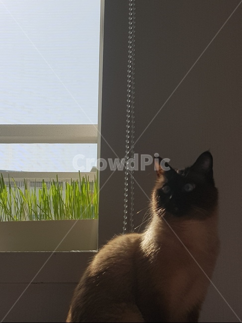 고양이,샴,밀싹,하늘,평온,동물,animal,포유류,mammal,고양이,cat,kitten,kitty