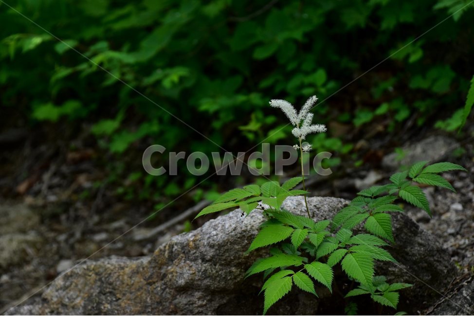 눈개승마,삼나물,야생화,꽃,식물,자연,생태,플라워,flower,plants,nature,식물,자연,plants,nature,꽃,flower