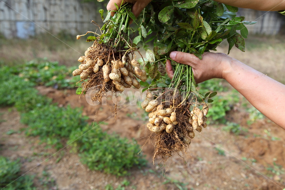 농사,땅콩,수확,견과류,피넛,콩류,견과류,beans,pulse,nuts,dry fruits,산업,industry,industrial,농업,농사,agriculture,farming,farming industry
