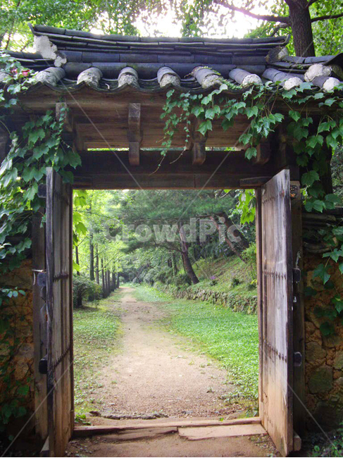 민속촌,민속마을,기와,한국전통,전통,전통마을,한국문화,보존,한국의미,옛마을,village,nature,plant,자연,풍경,식물,주거지,korean,traditional,culture,나무,옥외,outdoors