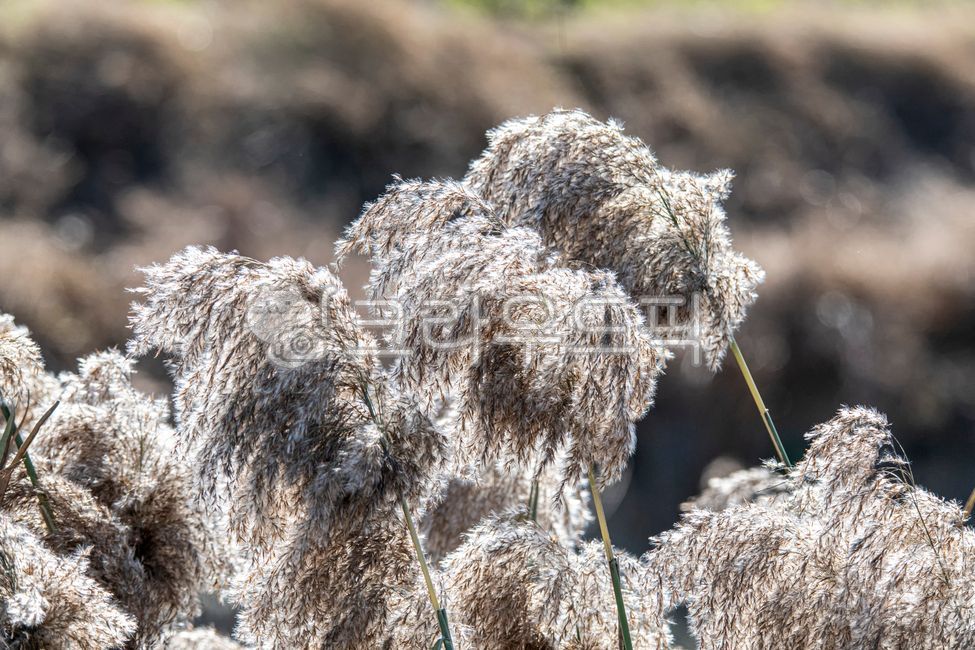 갈대,갈대이삭,갈목,갈대꽃,갈꽃,벼과,reed,식물,자연,초본,plants