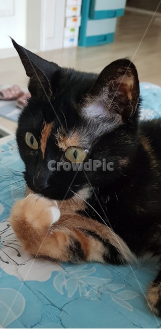 생각하는고양이,집냥이,코숏,고양이,cat,생각하는,생각중인