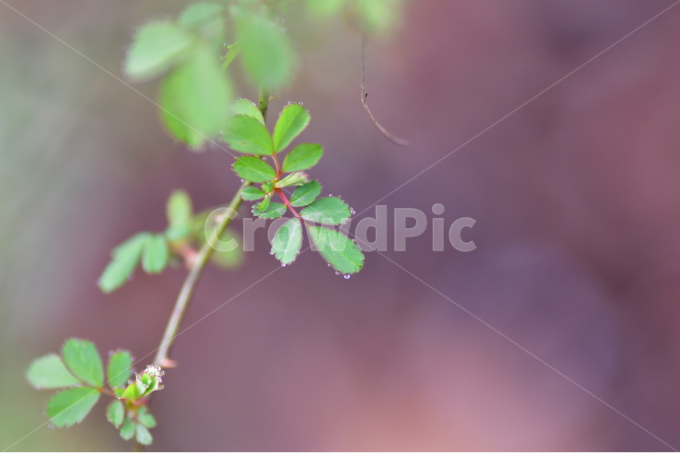 자연,나무,봄,이슬,나뭇잎,식물,자연,plants,nature,감성,sensible,feeling