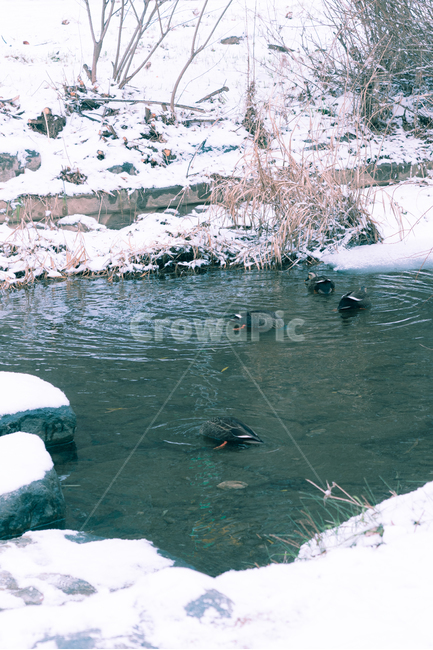 오리,눈,겨울,배경화면,landscape,nature,자연,winter,함박눈,화이트,동물