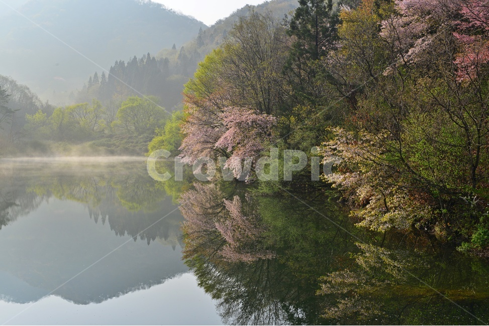 전남,화순,세량지,세량제,저수지,벚꽃,산벚꽃,봄,계절,반영,물안개,여명,아침,nature,자연,outdoors,옥외,water,물,plant,식물,fir,전나무,tree,나무,weather,날씨,경치,경관,풍경