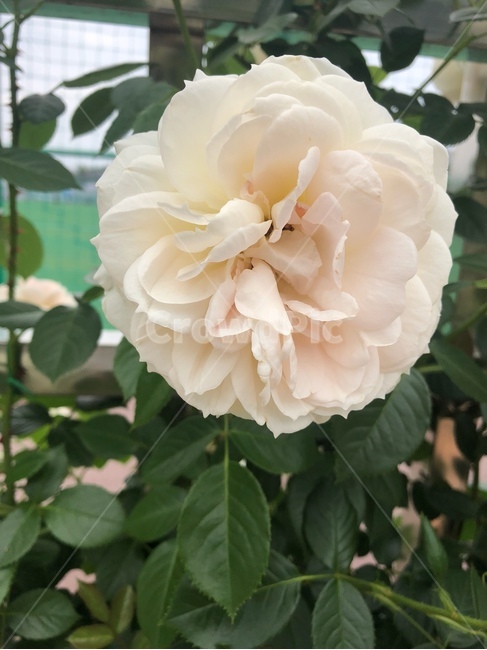 장미,꽃,rose,flower,장미정원