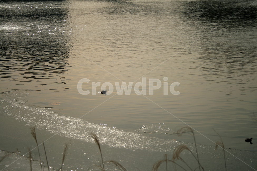 호수,겨울,새,조류,철새,얼음,자연,풍경,nature,landscape,동물,animal,조류,새,birds,outdoors,옥외,water,물,grass,잔디,plant,식물