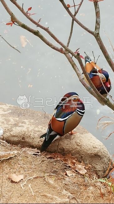 원앙,새,동물,bird,animal