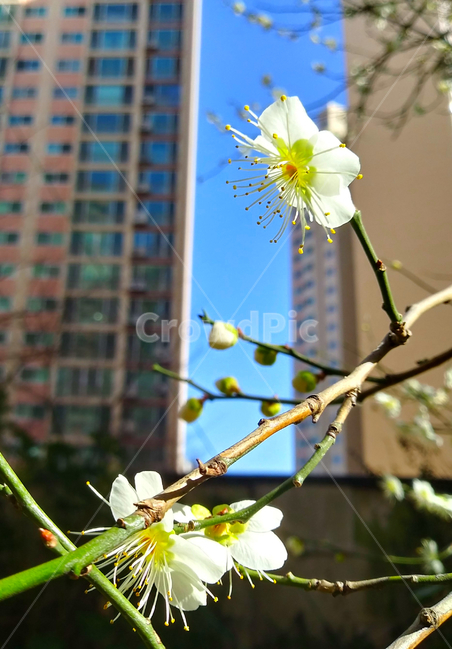 꽃,매화,봄,입춘,개화,spring,flower,식물,자연,계절,season,식물,자연,plants,nature,꽃,flower