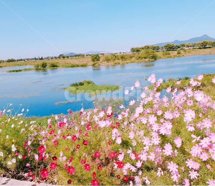 꽃,코스모스,천변,풍경,가을,에쁜