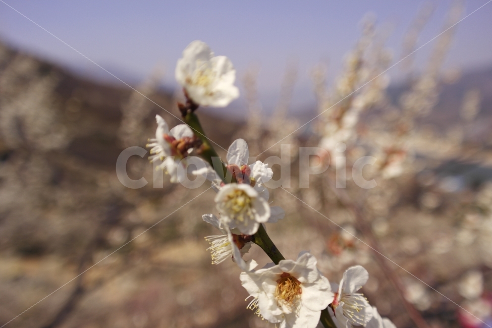 매화마을,매화,광양,광양매화마으르,감성사진,여행사진,봄,계절,spring,season,식물,자연,plants,nature,꽃,flower,plant