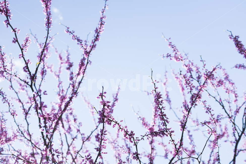 plant,식물,꽃,flower,벚꽃,핑크,하늘,바람,자연,나무,가지,cherry,blossom,tree,pink,branch,wind,windy