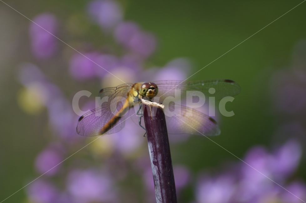곤충,자연,평창,잠자리,꽃,동물,animal,곤충,벌레,insect,bug