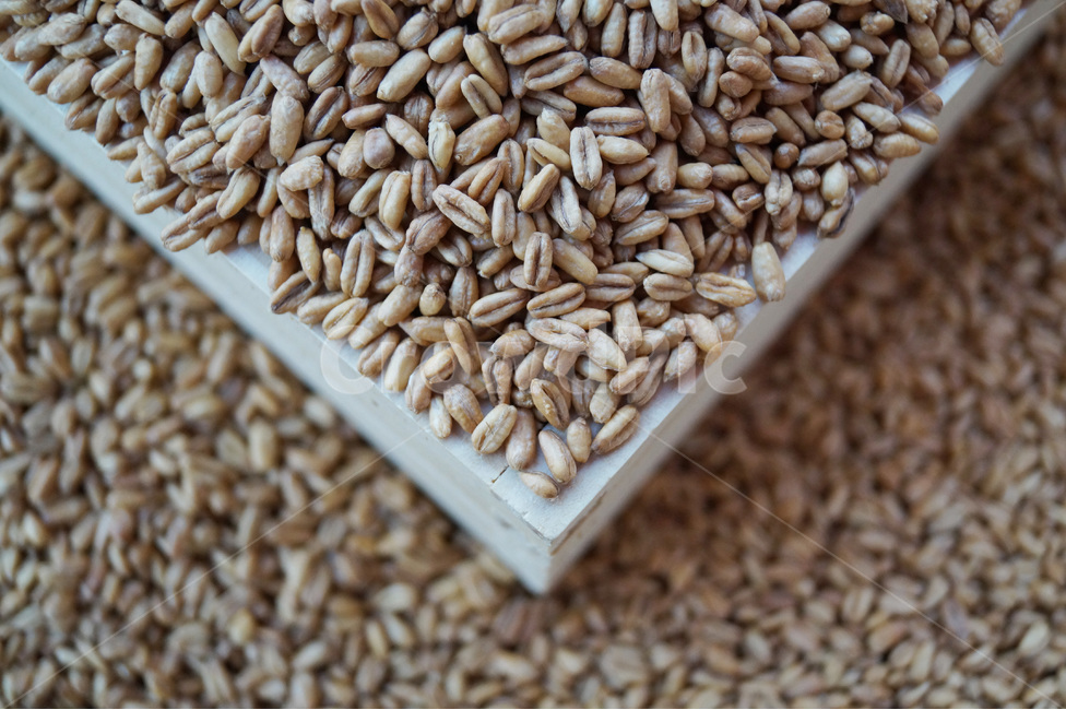 귀리,건강,볶음귀리,곡식,곡물,잡곡,식품,볶음,요리,밥,rice,벼,자연,스냅,배경화면,백그라운드,바탕,노란,햇빛,볕,키친,오트밀,oat,아침,식사,health,간식,주전부리,칼로리,재료,다이어트,건강식,영양소,영양분,nature,건강,헬스웨어,헬스케어,healthware,health care,음식,식재료,요리,food,cook,meal,dishes,food reserves,곡류,곡식,cereals