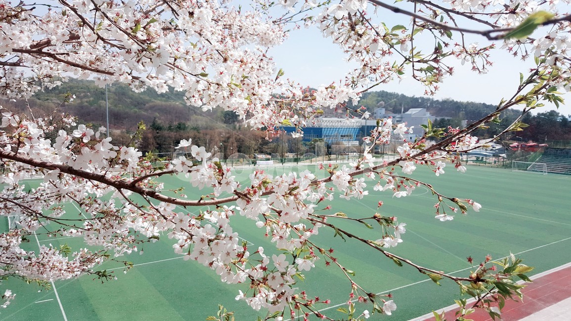 봄,벚꽃,운동장,나무,계절,꽃,봄,계절,spring,season,자연,풍경,nature,landscape,식물,plants,꽃,flower,plant,blossom,cherry blossom