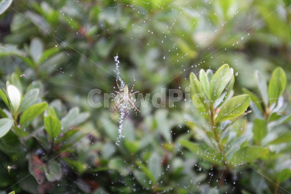 자연,감성,거미,거미줄,이슬,방울,식물,자연,plants,nature,동물,animal,곤충,벌레,insect,bug