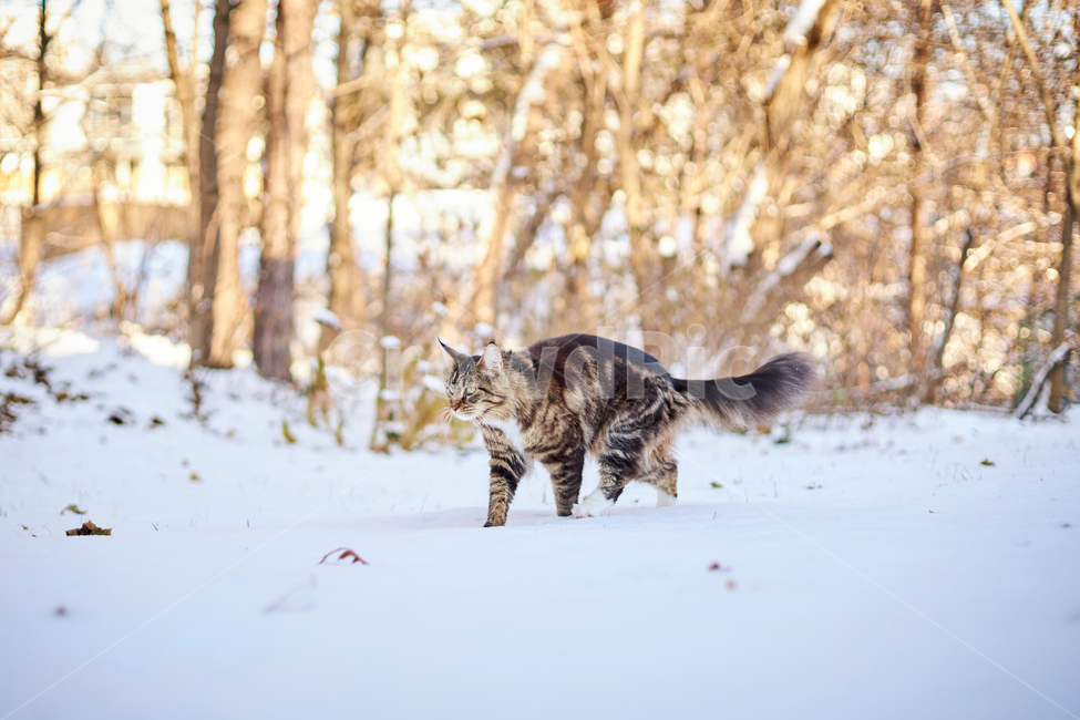 cat,고양이,animal,동물,mammal,포유류,pet,애완동물,반려동물,반려묘,눈,눈쌓인풍경,쌓인눈,snow,눈밭,길냥이,산책냥,산책냥이,nature,자연,겨울,계절,winter,season,동물,animal,포유류,mammal,고양이,cat,kitten,kitty