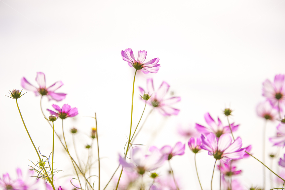 코스모스,꽃밭,가을,핑크,역광사진,cosmos,꽃,flower,가을,계절,fall,autumn,season,식물,자연,plants,nature,꽃,flower,plant