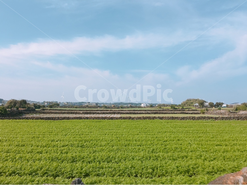 당근밭,제주도,풍경,밭,농사,자연,하늘,자연,풍경,nature,landscape,한국자연풍경,한국자연경관,korea nature landscape,제주도,jeju,jeju island,시골,마을,country,rural,town,outdoors,옥외,field,들,grassland,목초지