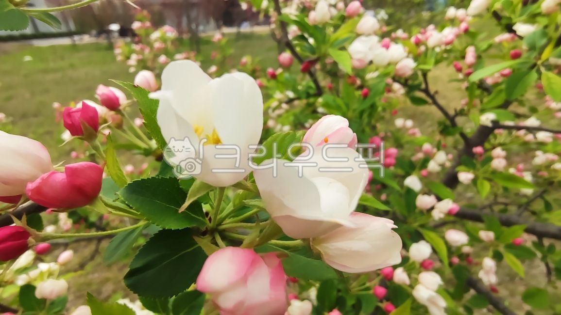 꽃사과,꽃사과나무,사과꽃,malusprunifolia,벚잎꽃사과,돌사과,plant,식물,blossom,flower,꽃,petal,꽃잎
