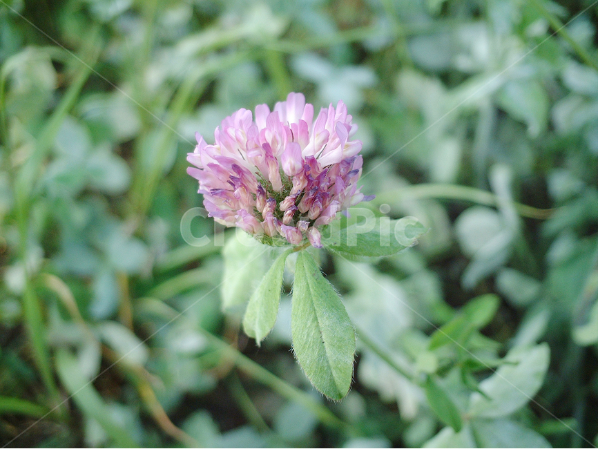 식물,꽃,분홍꽃,flower,들꽃,식물,자연,plants,nature,꽃,flower