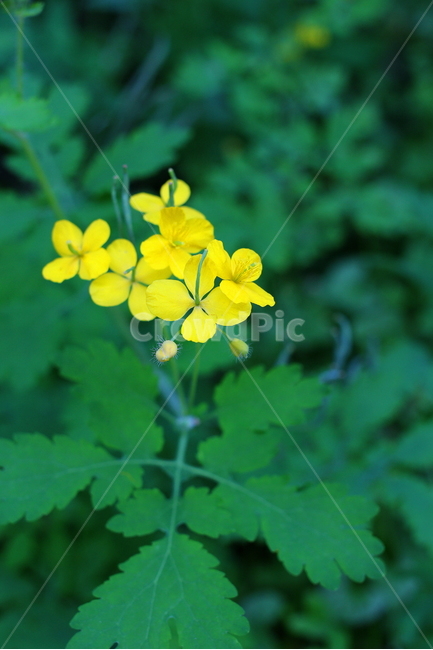 애기똥풀,노란꽃,여름꽃,풀꽃,들꽃,자연,flower,꽃사진,풍경사진,자연사진,식물,자연,plants,nature,꽃,flower